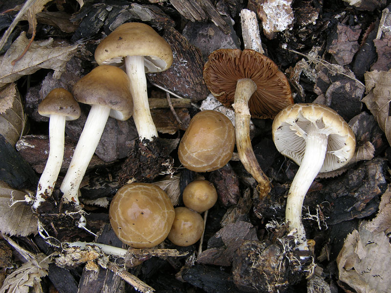 Agrocybe praecox.